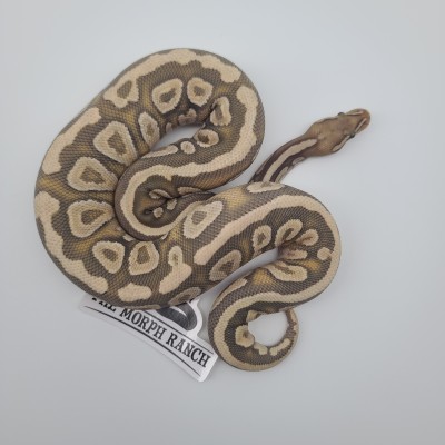 animal image