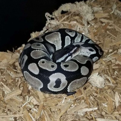 animal image
