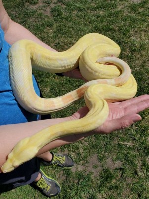 animal image