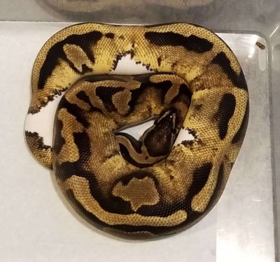 animal image