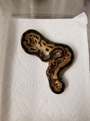 animal image