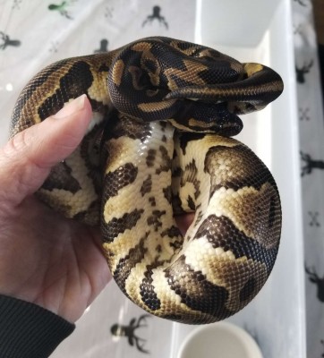 animal image
