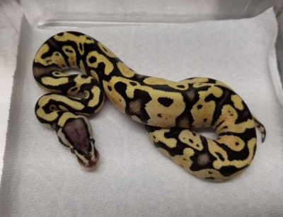 animal image