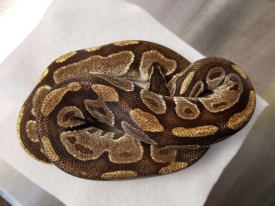 animal image