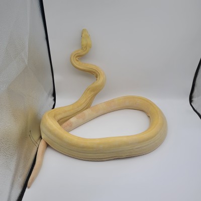 animal image