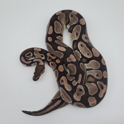 animal image