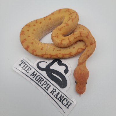 animal image