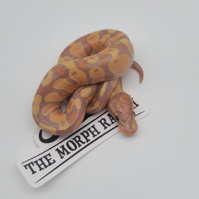 animal image
