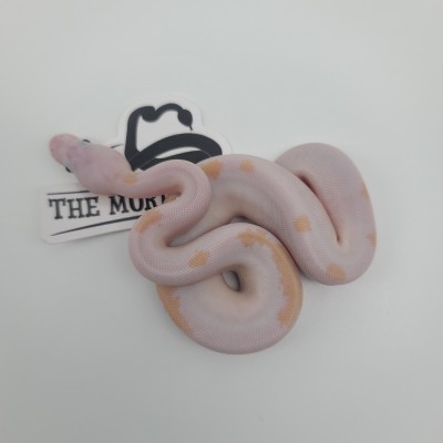 animal image
