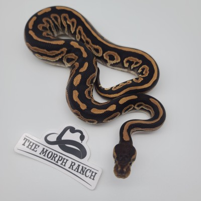 animal image