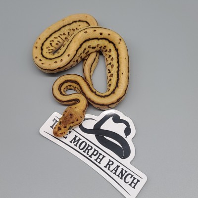 animal image