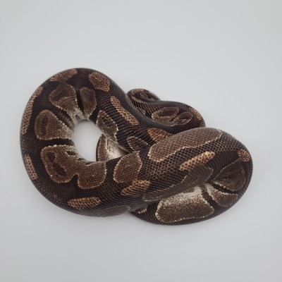 animal image