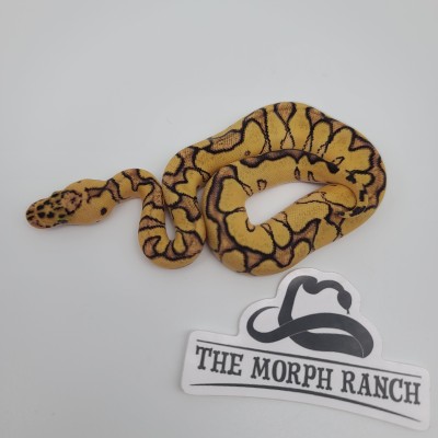 animal image