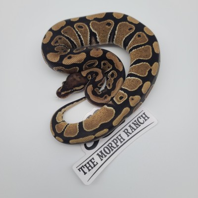 animal image