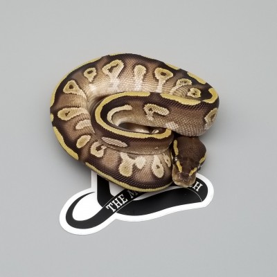 animal image