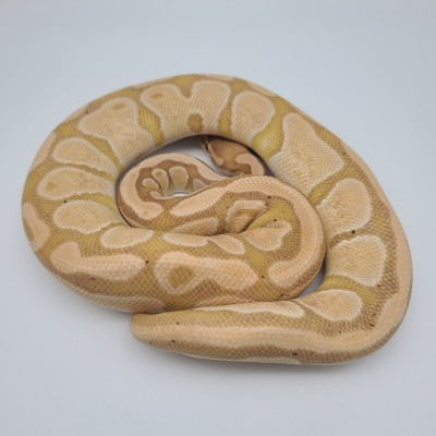 animal image