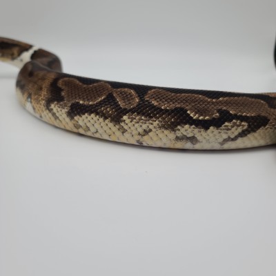 animal image