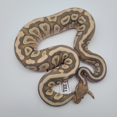 animal image