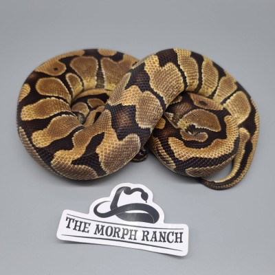animal image