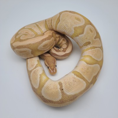 animal image