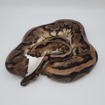animal image