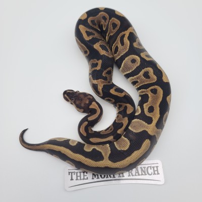 animal image