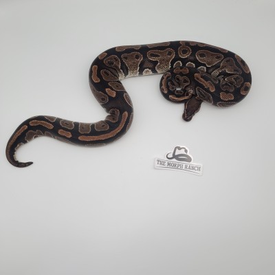 animal image