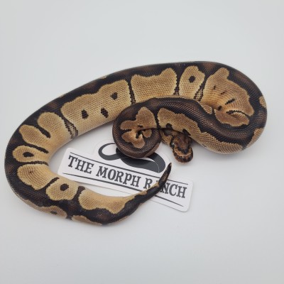 animal image