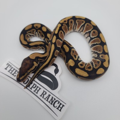 animal image