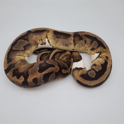 animal image