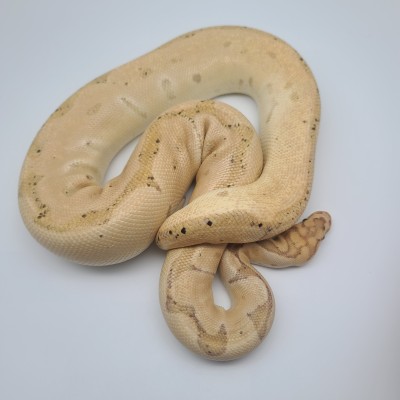 animal image