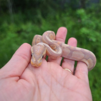 animal image