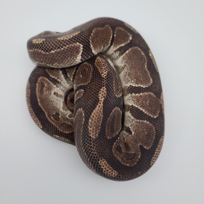 animal image