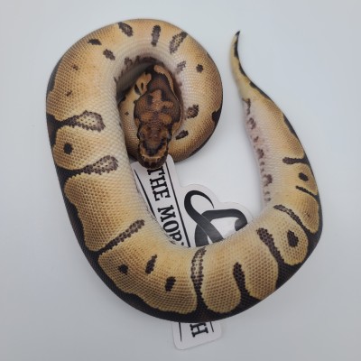 animal image