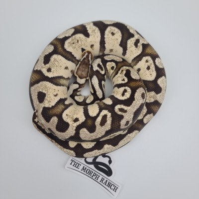 animal image