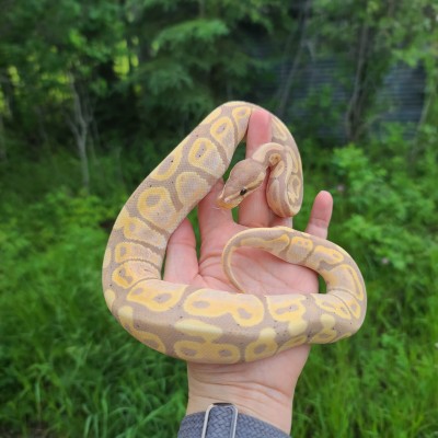 animal image