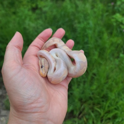 animal image