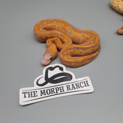 animal image