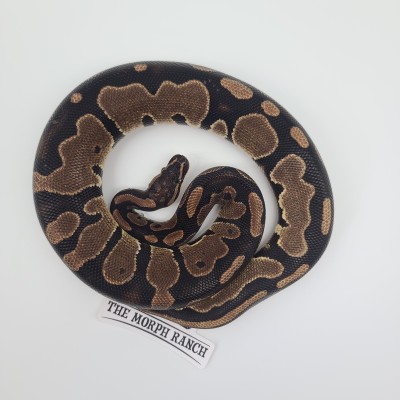 animal image