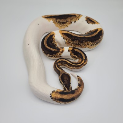 animal image