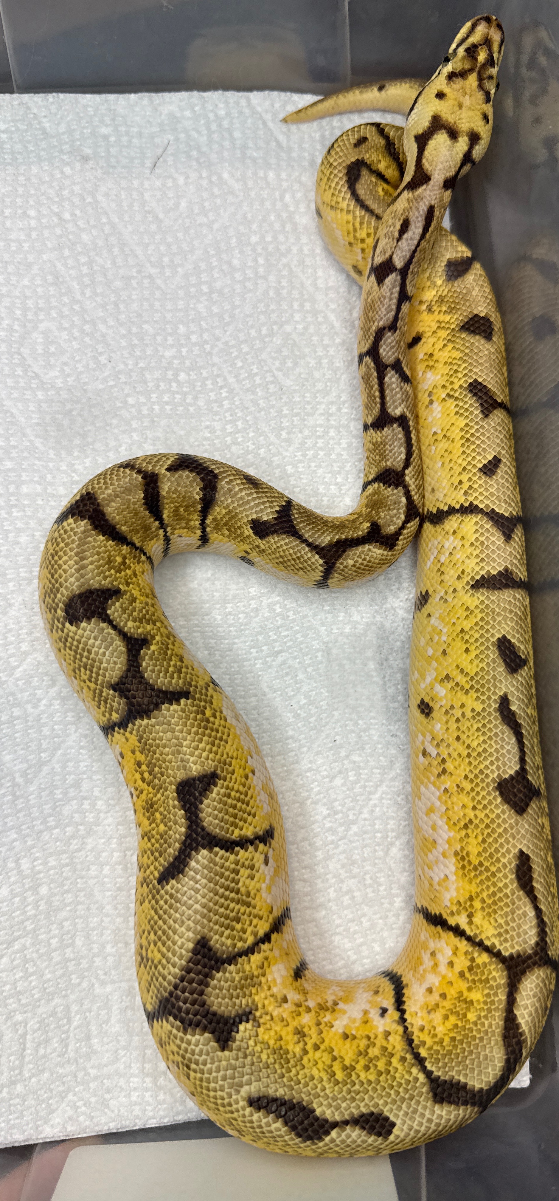 Bumblebee Het Pied