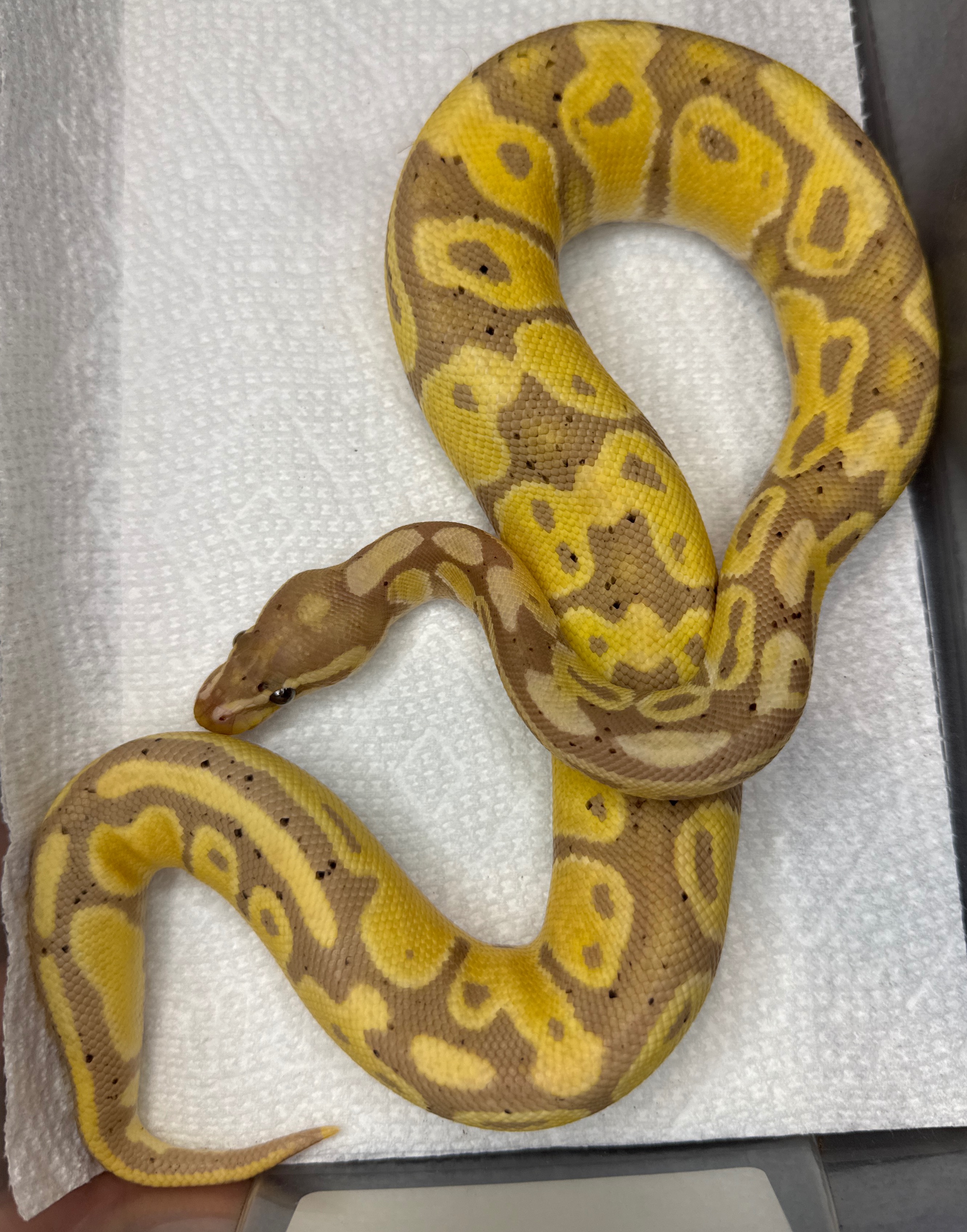 Banana Het Pied