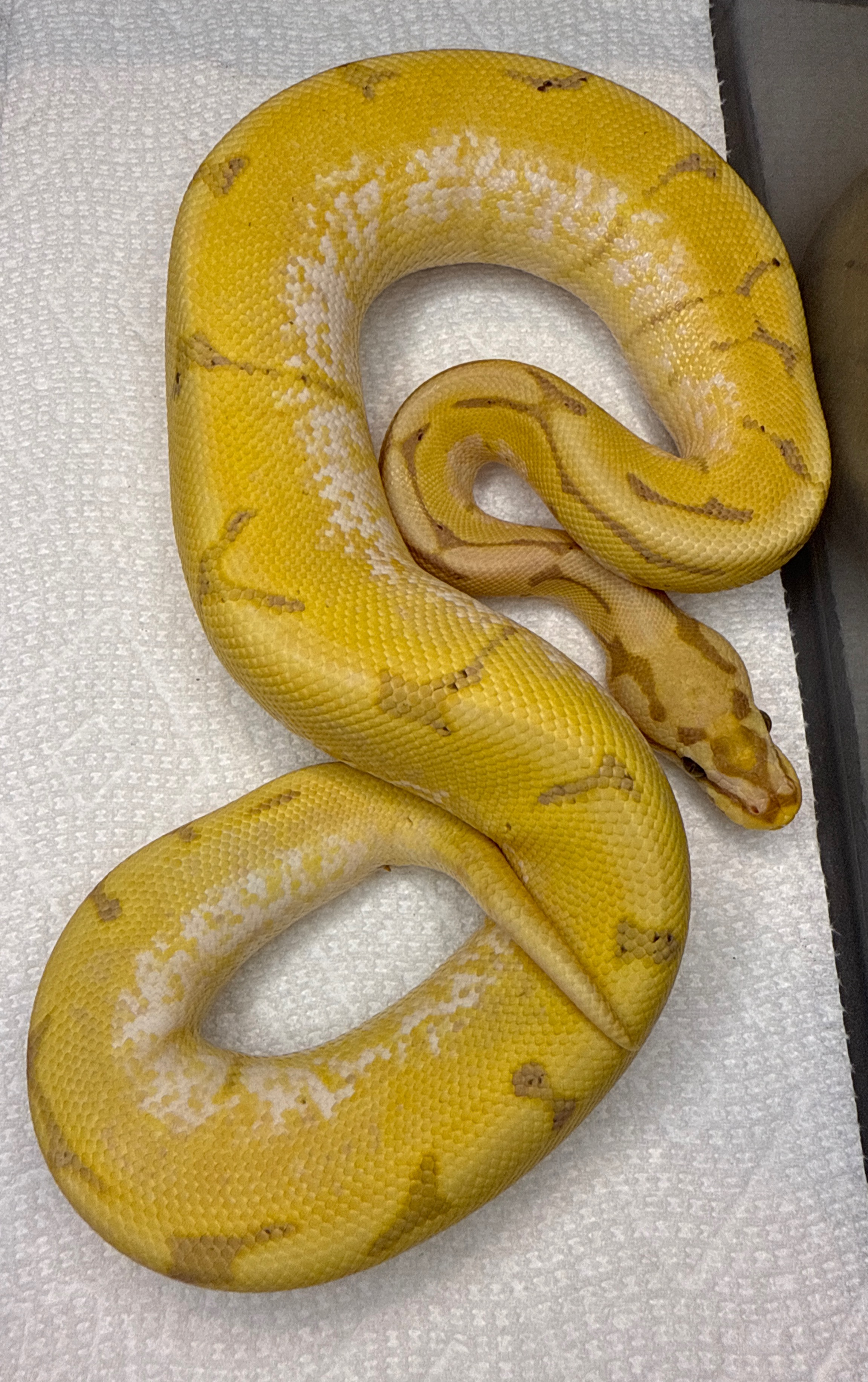 Banana Spider Het Pied