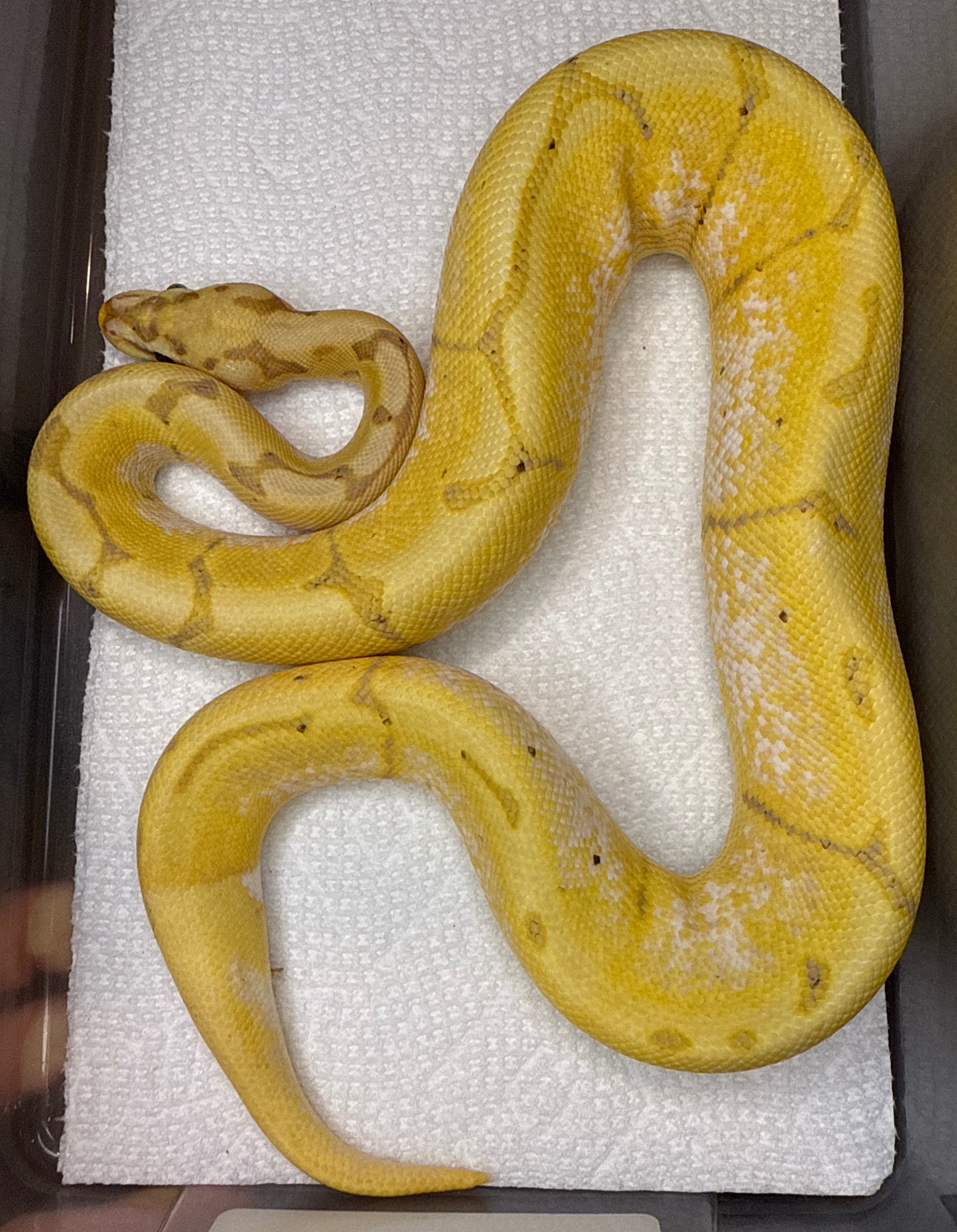 Banana Spider Het Pied