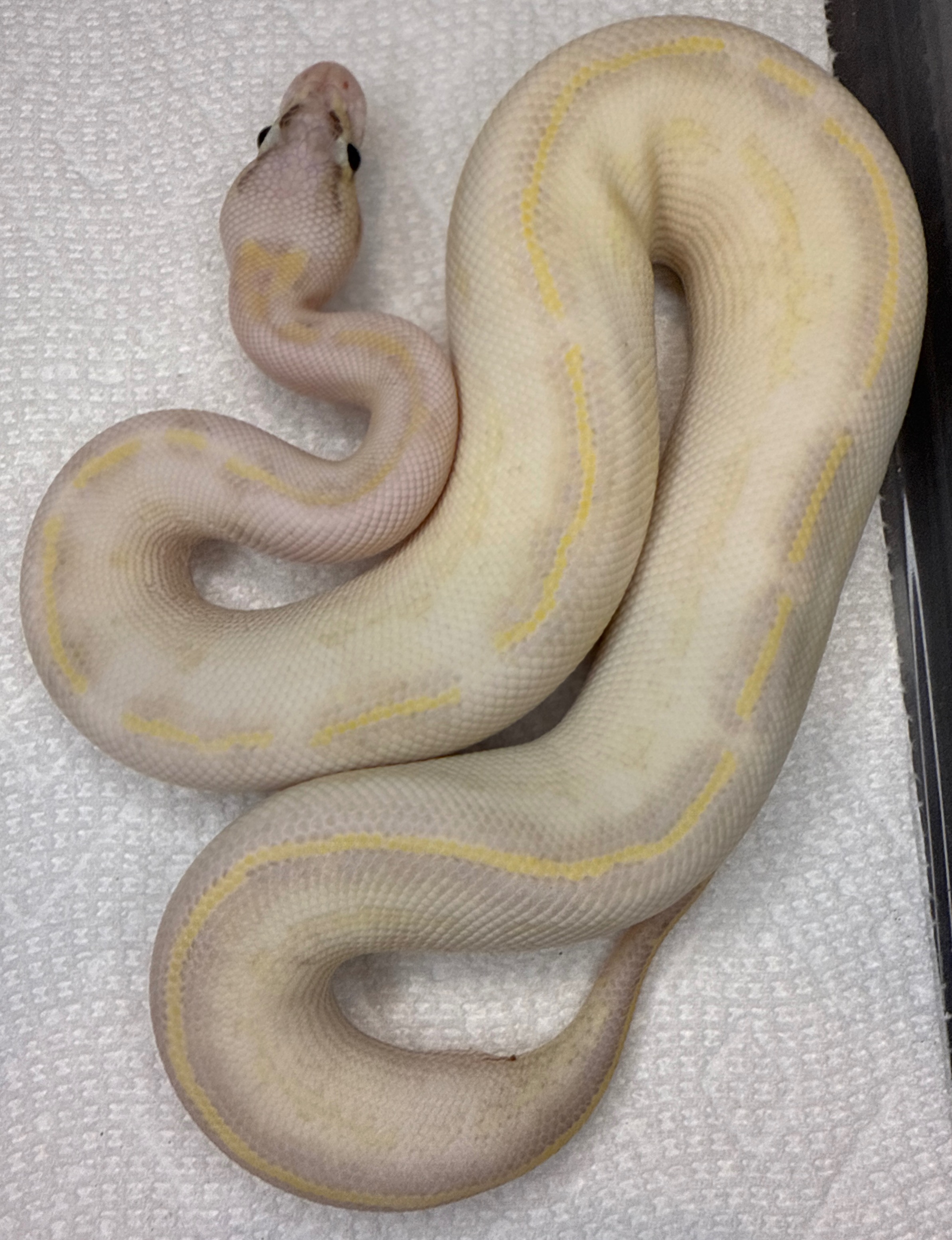 Pastel Ivory