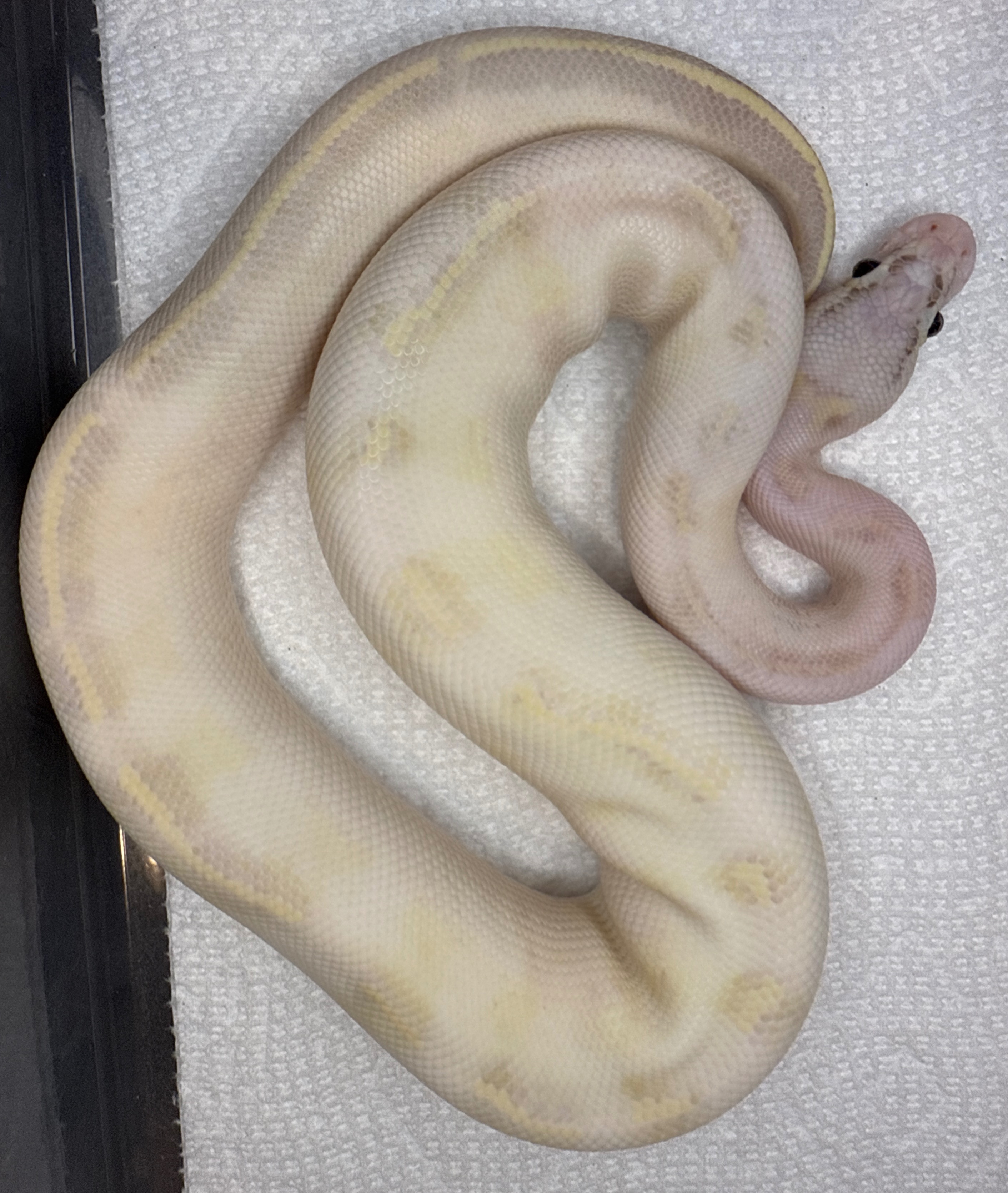 Pastel Ivory