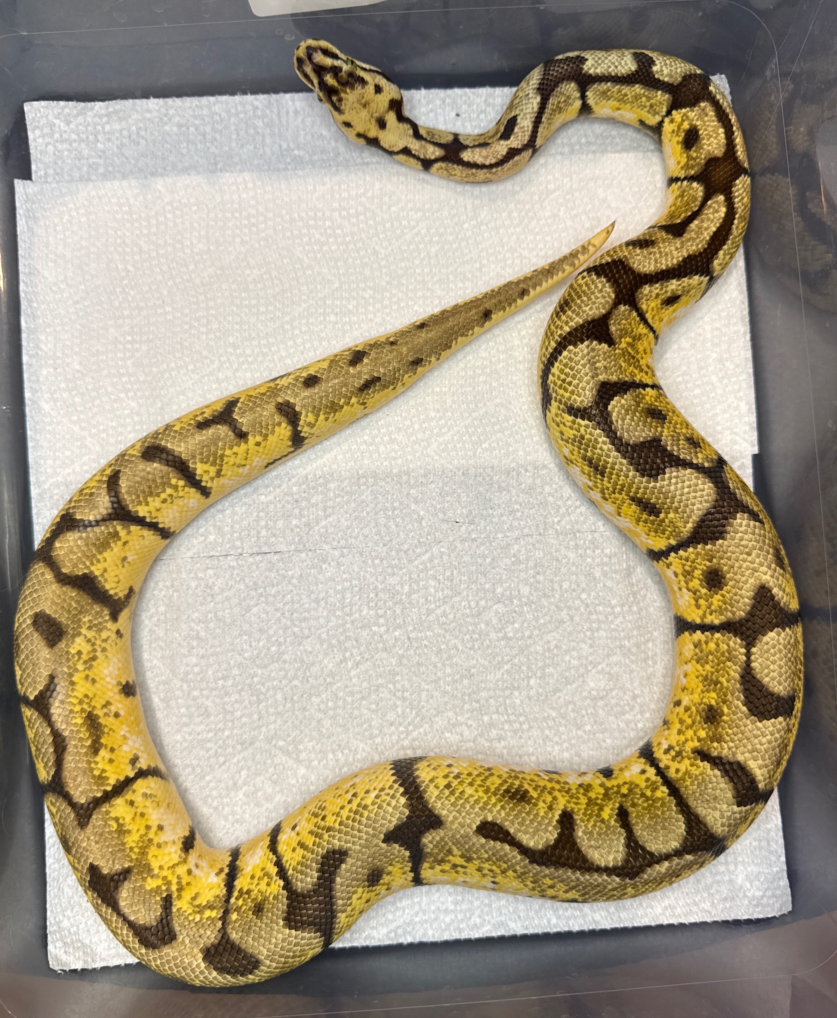 Bumblebee Het Pied