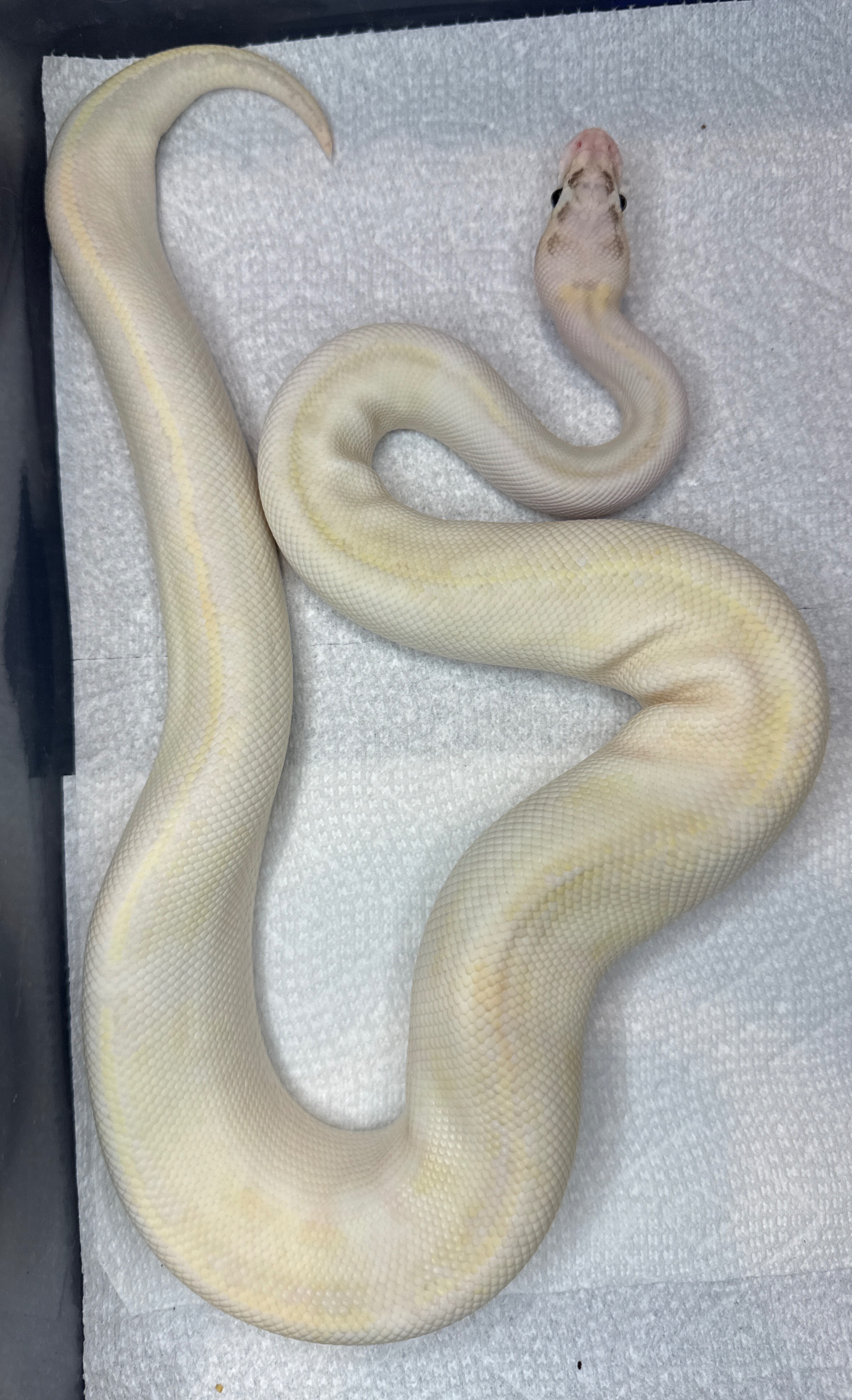 Pastel Ivory