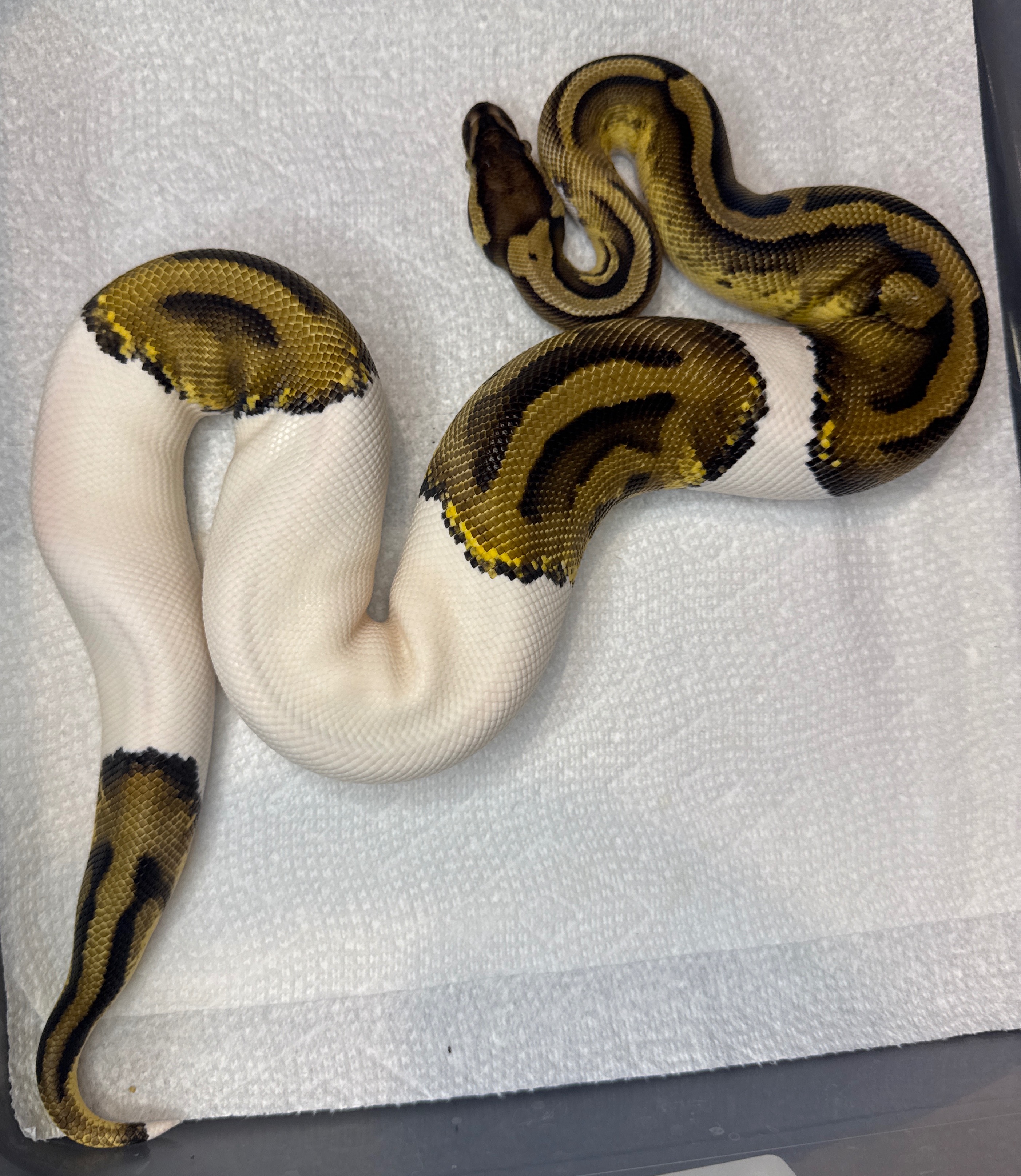 Pastel Pied