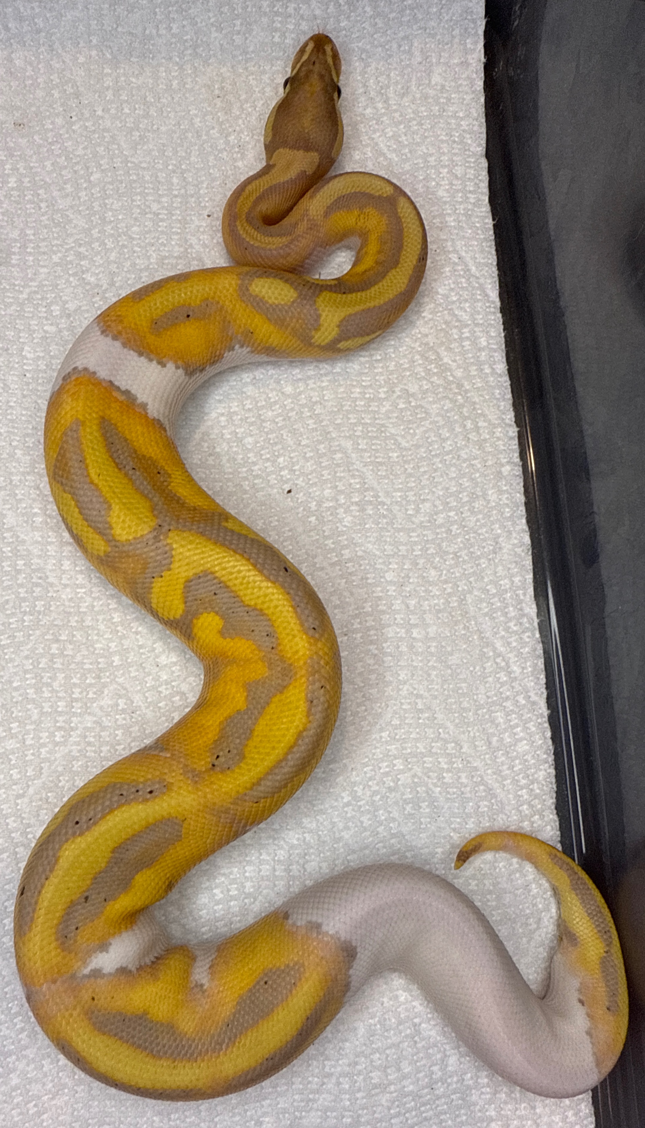 Banana Pied